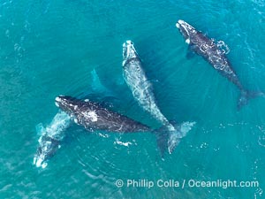 Aerial photo of Courtship / Mating Group of Southern Right Whales at Peninsula Valdes, Argentina. Eubalaena australis. By permission of the Government of Argentina, Chubut, permit # 51 / 2025-SsCyA, Eubalaena australis, Puerto Piramides