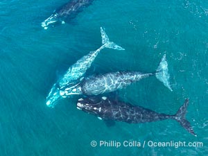 Aerial photo of Courtship / Mating Group of Southern Right Whales at Peninsula Valdes, Argentina. Eubalaena australis. By permission of the Government of Argentina, Chubut, permit # 51 / 2025-SsCyA, Eubalaena australis, Puerto Piramides
