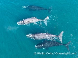 Aerial photo of Courtship / Mating Group of Southern Right Whales at Peninsula Valdes, Argentina. Eubalaena australis. By permission of the Government of Argentina, Chubut, permit # 51 / 2025-SsCyA, Eubalaena australis, Puerto Piramides