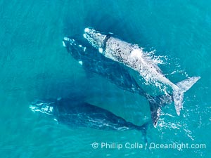 Aerial photo of Courtship / Mating Group of Southern Right Whales at Peninsula Valdes, Argentina. Eubalaena australis. By permission of the Government of Argentina, Chubut, permit # 51 / 2025-SsCyA, Eubalaena australis, Puerto Piramides