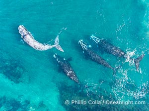 Aerial photo of Courtship / Mating Group of Southern Right Whales at Peninsula Valdes, Argentina. Eubalaena australis. By permission of the Government of Argentina, Chubut, permit # 51 / 2025-SsCyA, Eubalaena australis, Puerto Piramides