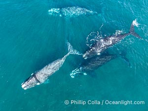 Aerial photo of Courtship / Mating Group of Southern Right Whales at Peninsula Valdes, Argentina. Eubalaena australis. By permission of the Government of Argentina, Chubut, permit # 51 / 2025-SsCyA, Eubalaena australis, Puerto Piramides