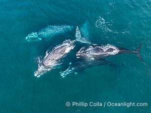 Aerial photo of Courtship / Mating Group of Southern Right Whales at Peninsula Valdes, Argentina. Eubalaena australis. By permission of the Government of Argentina, Chubut, permit # 51 / 2025-SsCyA, Eubalaena australis, Puerto Piramides