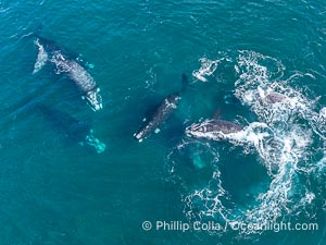 Aerial photo of Seven Southern Right Whales Engaged in Courtship / Mating at Peninsula Valdes, Argentina. Eubalaena australis. By permission of the Government of Argentina, Chubut, permit # 51 / 2025-SsCyA, Eubalaena australis, Puerto Piramides