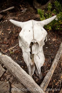 Cow skull, Westpoint Island