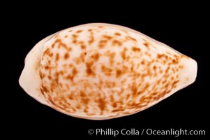 Coxen's Cowrie, Cypraea coxeni