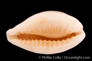 Coxen's Cowrie, Cypraea coxeni