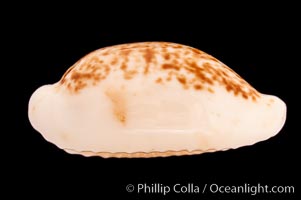 Coxen's Cowrie, Cypraea coxeni