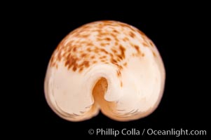 Coxen's Cowrie, Cypraea coxeni