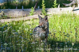 A coyote hunts through grass for small rodents.  Heron Pond, Canis latrans, Grand Teton National Park, Wyoming
