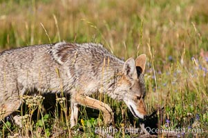 A coyote hunts through grass for small rodents.  Heron Pond, Canis latrans, Grand Teton National Park, Wyoming