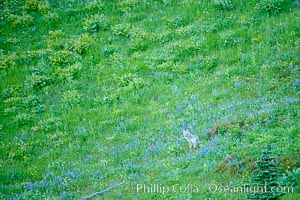 Coyote pauses amid a field of lupine near Tipsoo Lake, Canis latrans, Tipsoo Lakes, Mount Rainier National Park, Washington