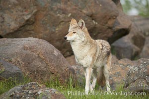 Coyote, Sierra Nevada foothills, Mariposa, California, Canis latrans