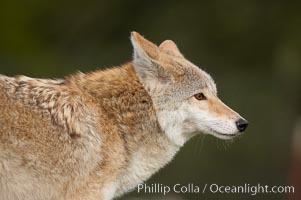 Coyote, Sierra Nevada foothills, Mariposa, California, Canis latrans