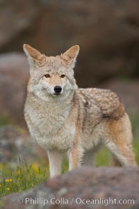 Coyote, Sierra Nevada foothills, Mariposa, California.