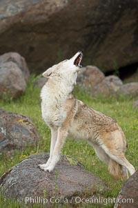 Coyote, Sierra Nevada foothills, Mariposa, California, Canis latrans