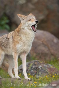 Coyote, Sierra Nevada foothills, Mariposa, California, Canis latrans