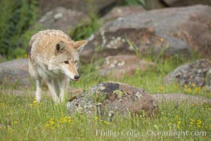 Coyote, Sierra Nevada foothills, Mariposa, California, Canis latrans