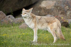 Coyote, Sierra Nevada foothills, Mariposa, California, Canis latrans