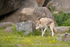 Coyote, Sierra Nevada foothills, Mariposa, California, Canis latrans