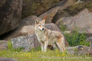 Coyote, Sierra Nevada foothills, Mariposa, California., Canis latrans, natural history stock photograph, photo id 15878