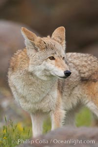 Coyote, Sierra Nevada foothills, Mariposa, California, Canis latrans