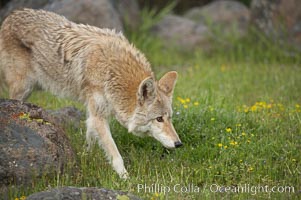 Coyote, Sierra Nevada foothills, Mariposa, California, Canis latrans