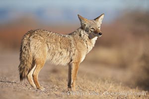Coyote, pausing to look for prey as it passes through Bosque del Apache National Wildlife Refuge.