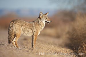 Coyote, pausing to look for prey as it passes through Bosque del Apache National Wildlife Refuge, Canis latrans, Socorro, New Mexico