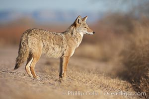 Coyote, pausing to look for prey as it passes through Bosque del Apache National Wildlife Refuge, Canis latrans, Socorro, New Mexico