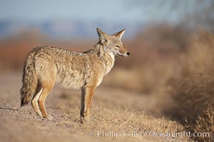 Coyote, pausing to look for prey as it passes through Bosque del Apache National Wildlife Refuge, Canis latrans, Socorro, New Mexico
