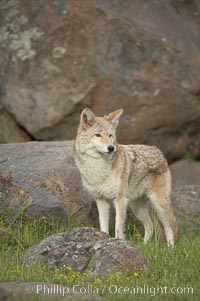 Coyote, Sierra Nevada foothills, Mariposa, California, Canis latrans