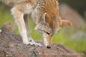 Coyote, Sierra Nevada foothills, Mariposa, California, Canis latrans