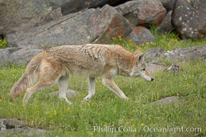 Coyote, Sierra Nevada foothills, Mariposa, California, Canis latrans