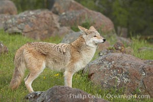 Coyote, Sierra Nevada foothills, Mariposa, California, Canis latrans