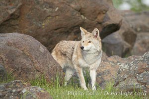 Coyote, Sierra Nevada foothills, Mariposa, California, Canis latrans