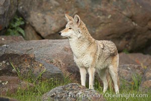 Coyote, Sierra Nevada foothills, Mariposa, California, Canis latrans