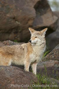 Coyote, Sierra Nevada foothills, Mariposa, California, Canis latrans