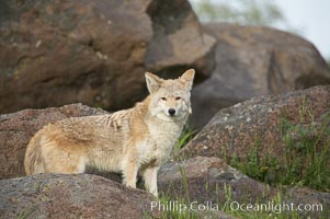 Coyote, Sierra Nevada foothills, Mariposa, California, Canis latrans