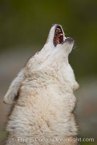 Coyote, Sierra Nevada foothills, Mariposa, California, Canis latrans