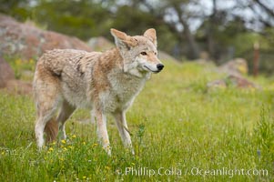 Coyote, Sierra Nevada foothills, Mariposa, California, Canis latrans