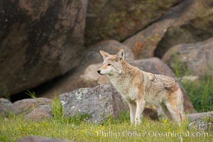 Coyote, Sierra Nevada foothills, Mariposa, California, Canis latrans