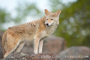 Coyote, Sierra Nevada foothills, Mariposa, California, Canis latrans