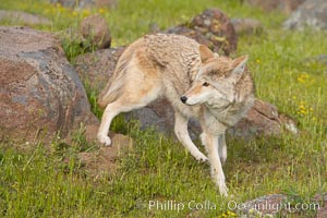 Coyote, Sierra Nevada foothills, Mariposa, California, Canis latrans