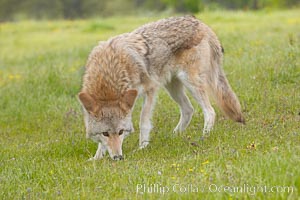 Coyote, Sierra Nevada foothills, Mariposa, California, Canis latrans