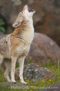 Coyote, Sierra Nevada foothills, Mariposa, California, Canis latrans