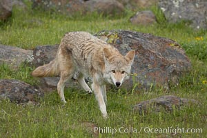 Coyote, Sierra Nevada foothills, Mariposa, California, Canis latrans