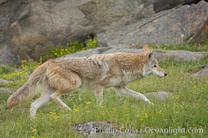 Coyote, Sierra Nevada foothills, Mariposa, California, Canis latrans