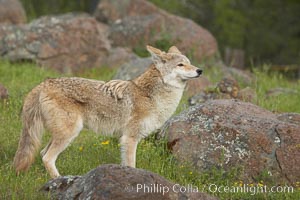 Coyote, Sierra Nevada foothills, Mariposa, California, Canis latrans