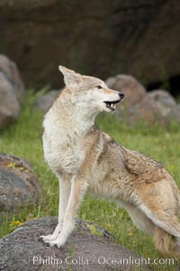 Coyote, Sierra Nevada foothills, Mariposa, California, Canis latrans